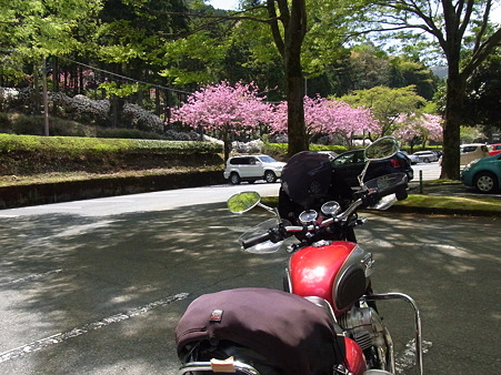 天城の春