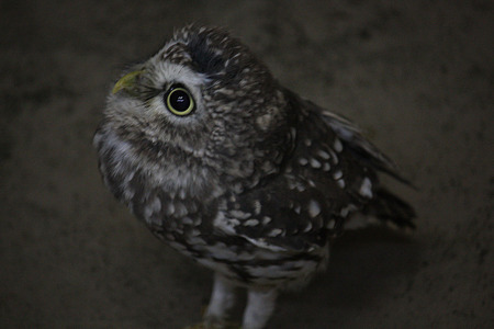 富士花鳥園 H22.7.16 6