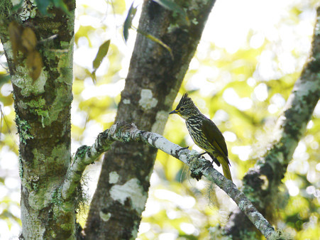 タテフヒヨドリ(Striated Bulbul) P1190805_R