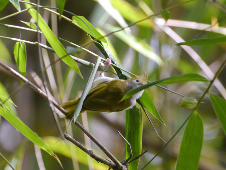 アオチメドリ(White-bellied Yuhina) P1190841_R