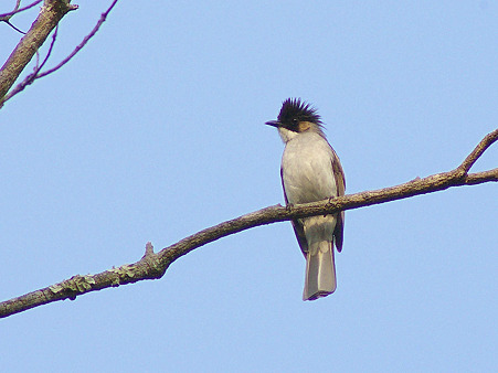 キバネヒヨドリ(Ashy Bulbul) IMGP25049(LR)_R