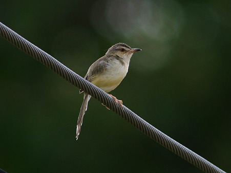 アジアマミハウチワドリ(Plain Prinia) P1140267_R