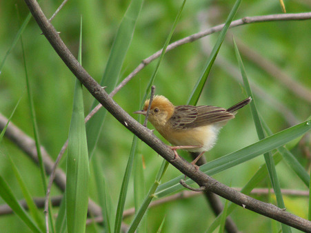 タイワンセッカ(Bright-capped Cisticola) P1160868_R