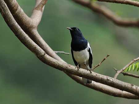 シキチョウ(Oriental Magpie Robin) DSC_3523_R