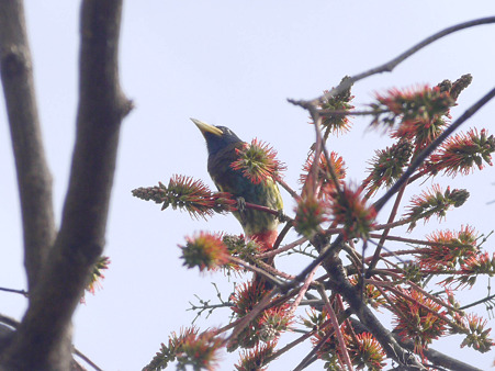 オオゴシキドリ(Great Barbet) P1240558_R2