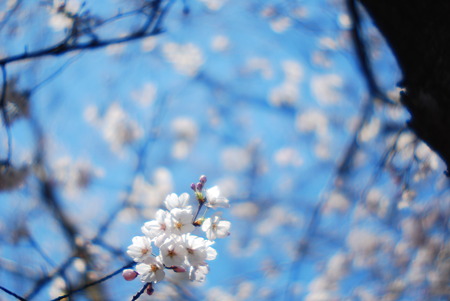Yoshino cherry blossoms are in bloom.