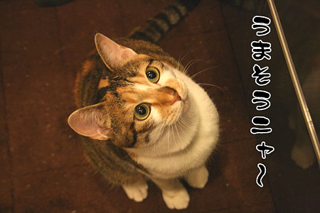 2010062004