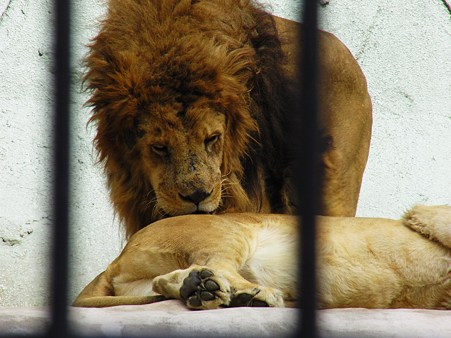 <b>福岡市動物園</b>のライオン - て～げ～、て～げ～ なんくるなるさ <b>...</b>