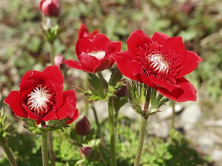 アネモネ・anemone