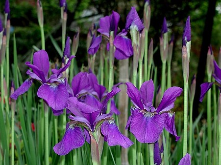 アヤメ・菖蒲