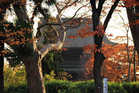 P11善光寺 庭