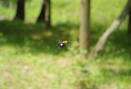 IMGP2528_0513