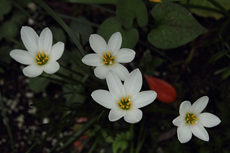 タマスダレ開花