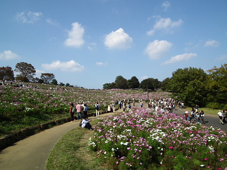 昭和記念公園 387