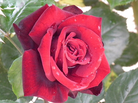 DSCF0208