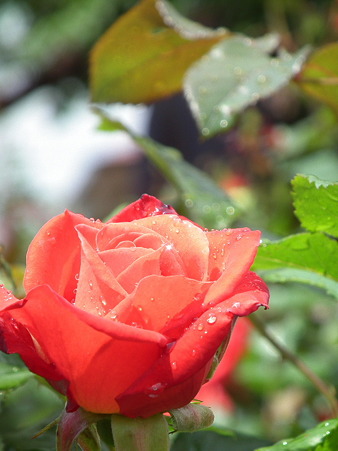 DSCF0080