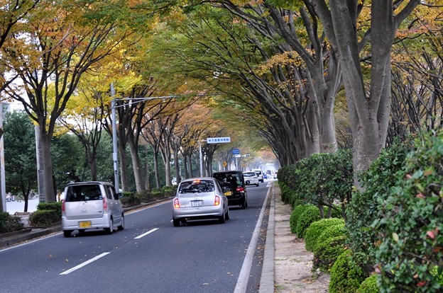 けや木通り 005 写真共有サイト フォト蔵