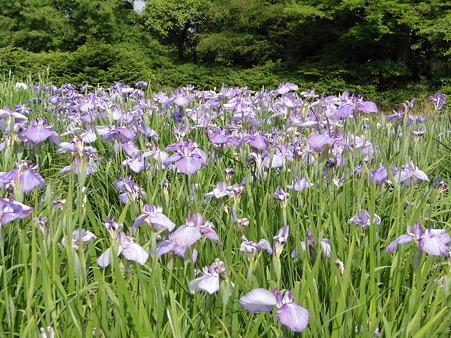 花菖蒲(ハナショウブ)