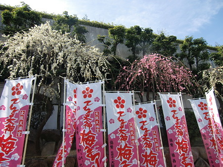 大阪天満宮 梅まつり 貝覧版のチラシ