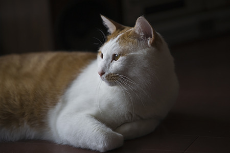 nekosuke090412001