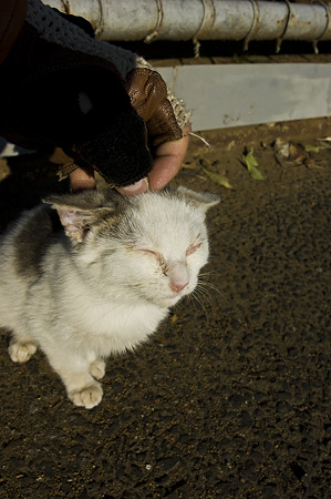 neko091229032