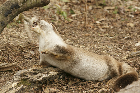 noichi110312202