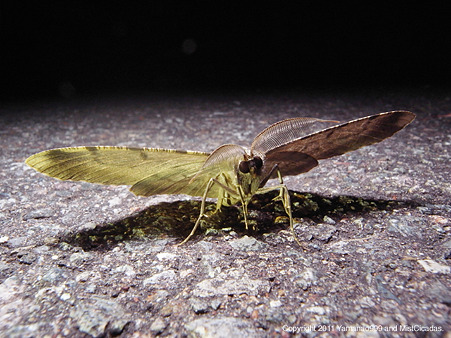 yamanao999_insect2011_338