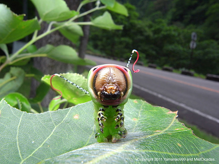 モクメシャチホコ
