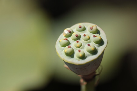 花は終わった…