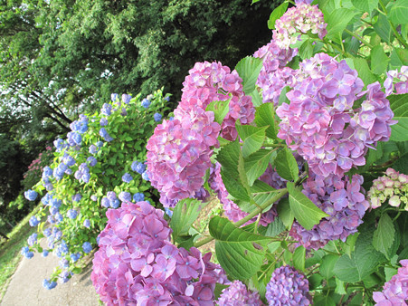IMG_4710 ajisai (6)