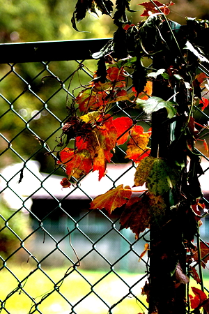 IMGP0544PZ