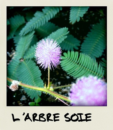 La fleur de l'arbre de soie