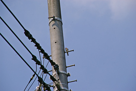 電柱に一人みっけ!
