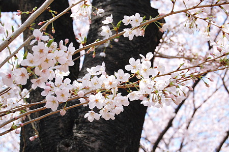 2011年04月10日_DSC_2043