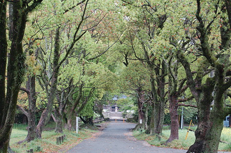 DSC_0277福岡観世音寺 参道