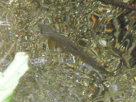 PA070023