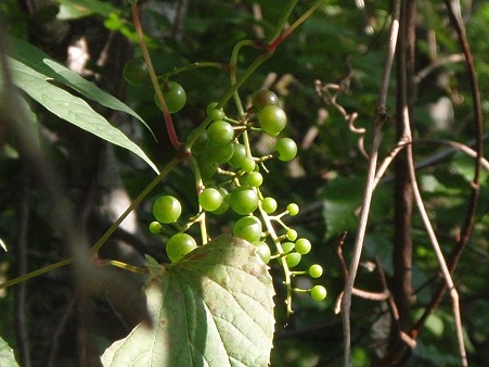 サンカクツルPA070010