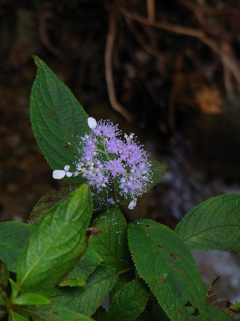 甘茶（アマチャ）