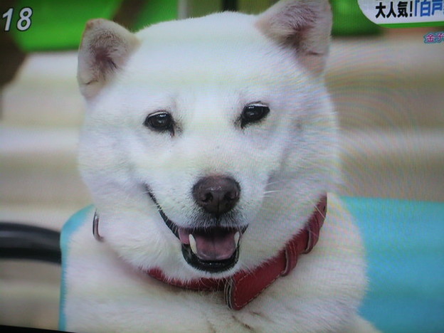 ソフトバンクのかいくんは北海道犬て犬種らしい かわいすぎる 写真共有サイト フォト蔵