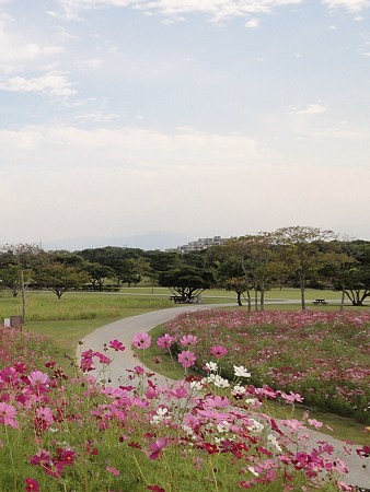 ５。秋桜の咲く小路