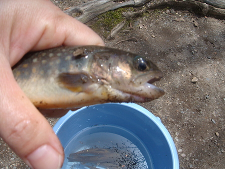 魚釣り