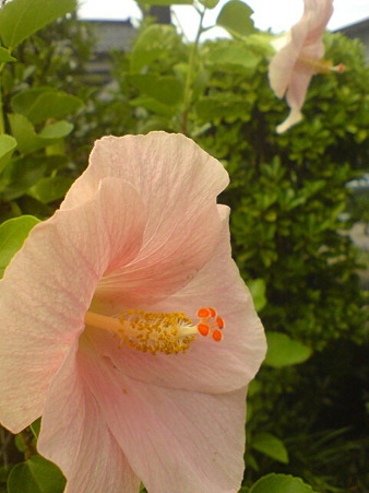 Hibiscus"Sweet Pink"