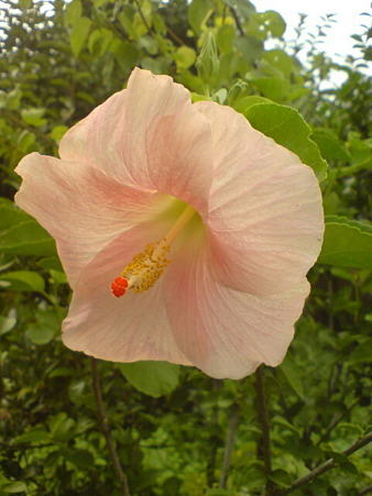 Hibiscus"Sweet Pink"