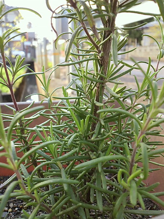 rosemary"Deep Blue"