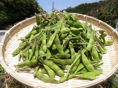 枝豆の収穫時期の見極め方 タイミング 暇人主婦の家庭菜園 楽天ブログ