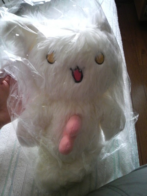 カンデンヤマネコ来た 写真共有サイト フォト蔵