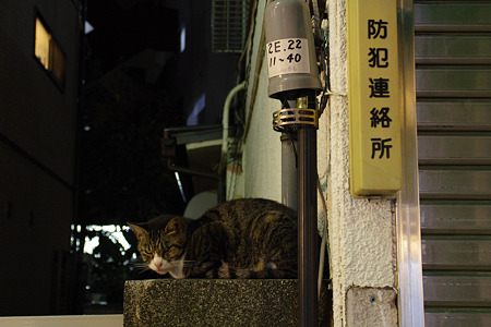 neko1103