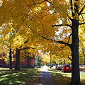 Photos: Sidewalk with Yellow Maples