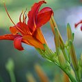 Photos: Daylily_Red and Orange