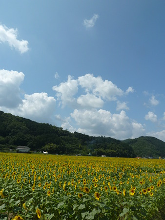 佐用ひまわり2011 030